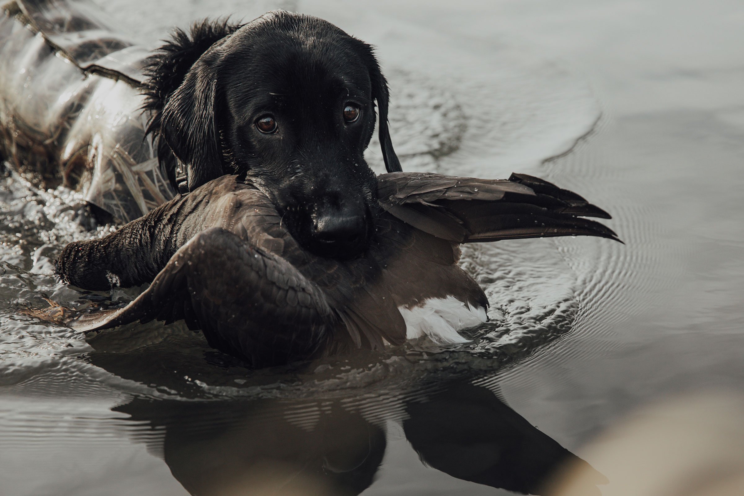 A man in gray boots ascending a tree