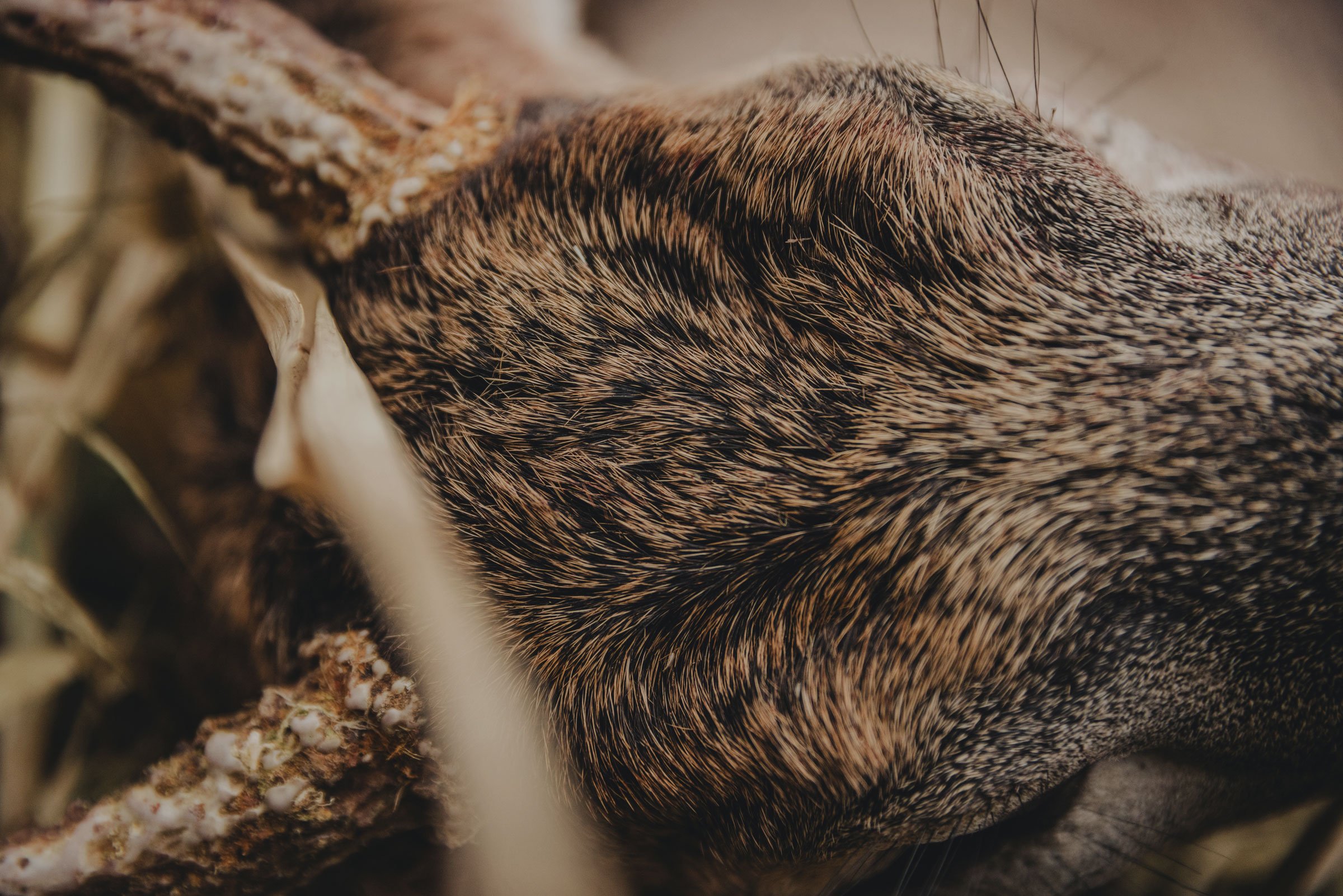 A man in gray boots ascending a tree