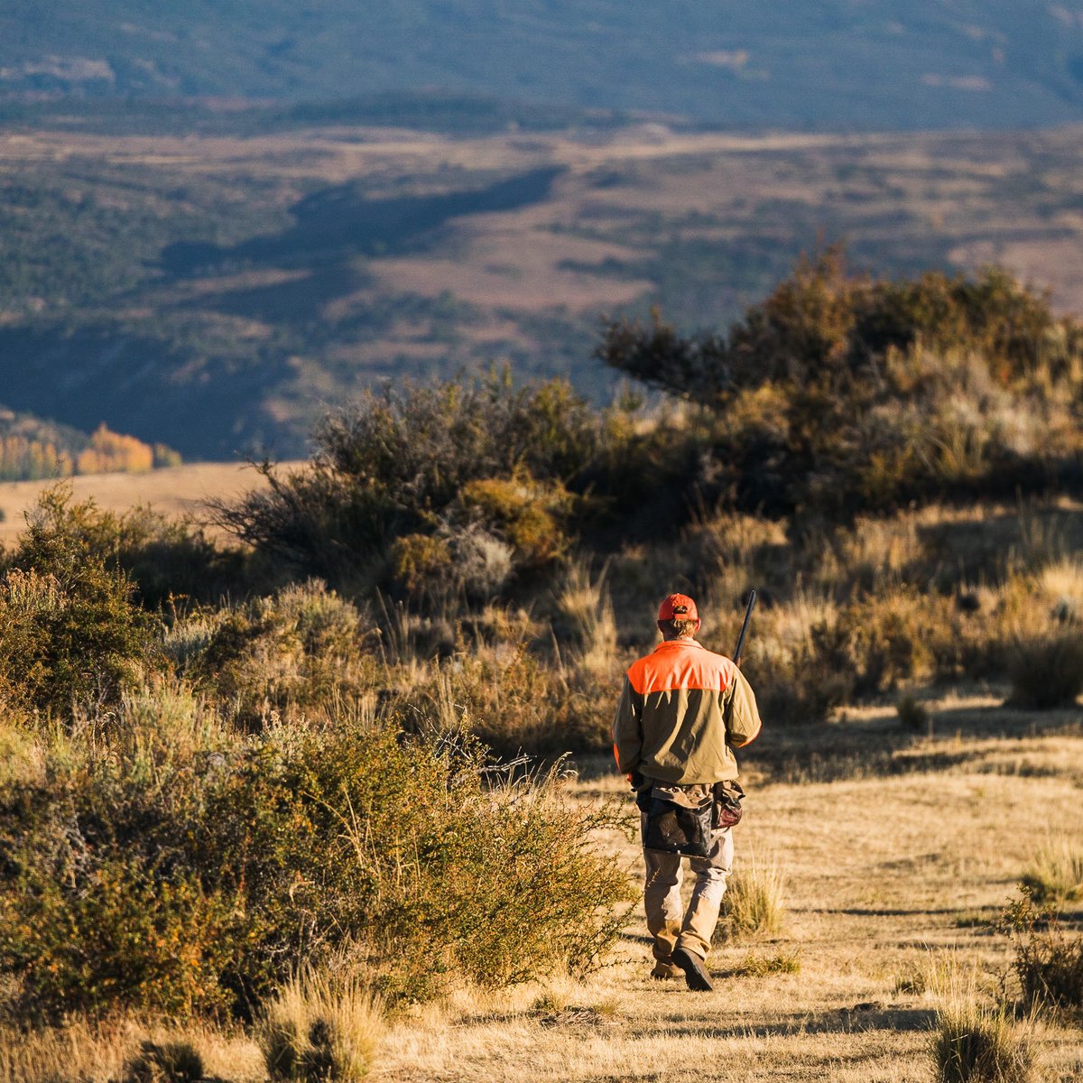 Sharptail 8" Dark Brown