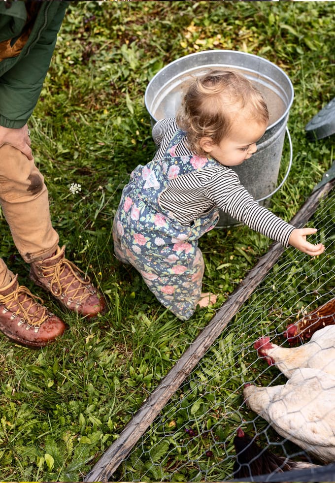 little girl feeds chickens